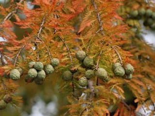 swamp cypress 'Peve Minaret'