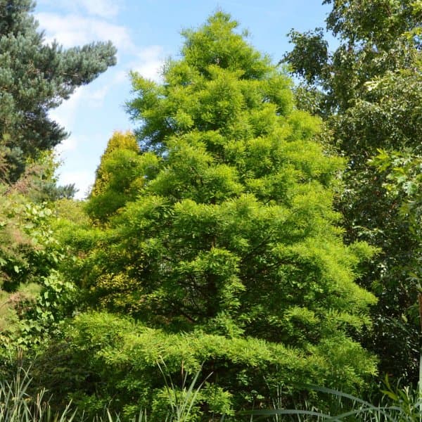 swamp cypress 'Peve Minaret'