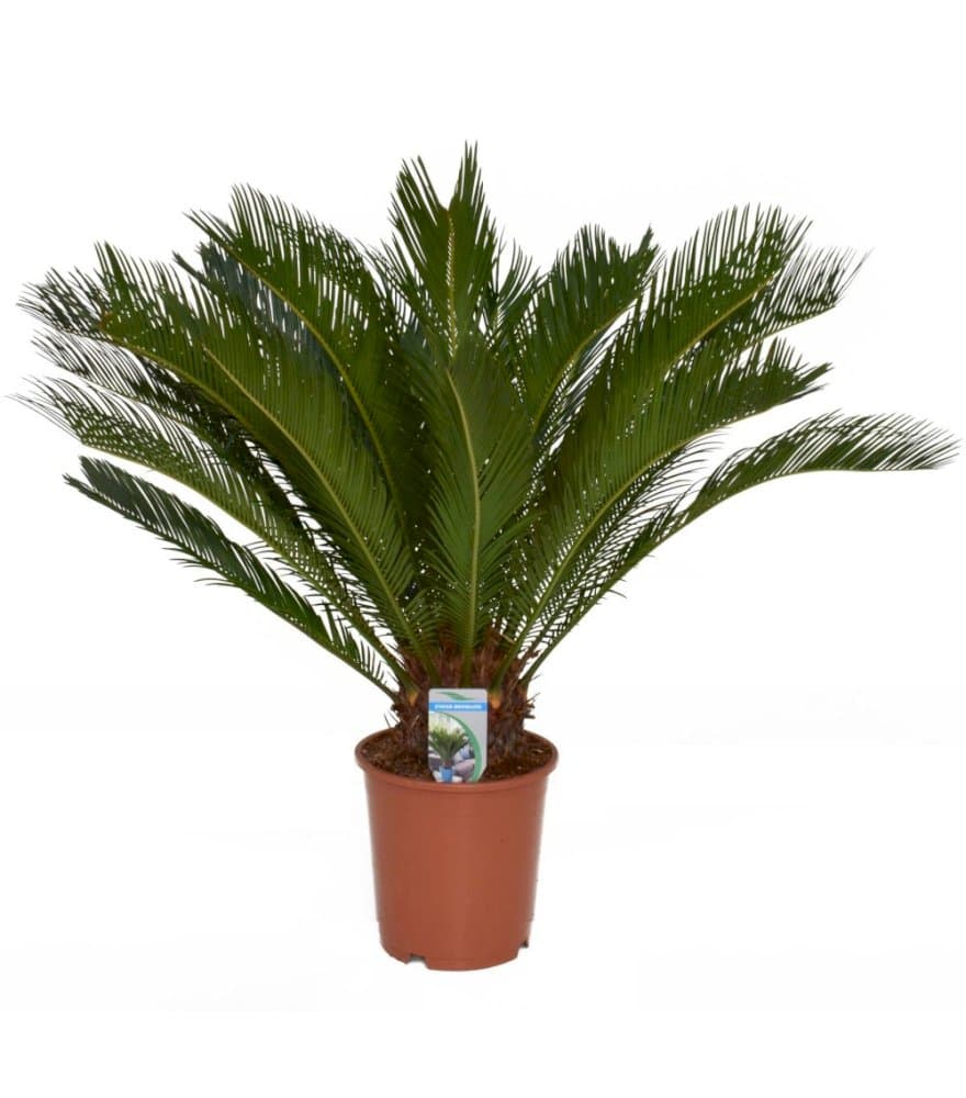 cycad