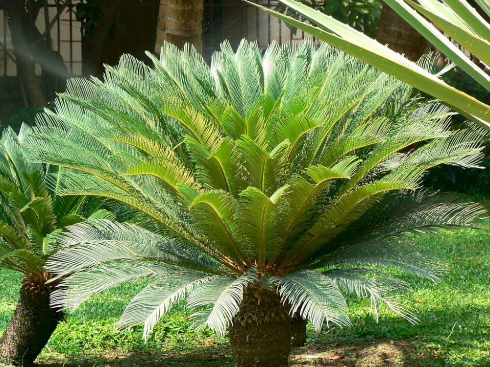 cycad