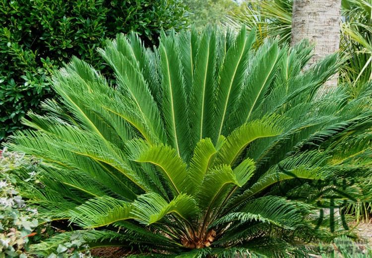 cycad