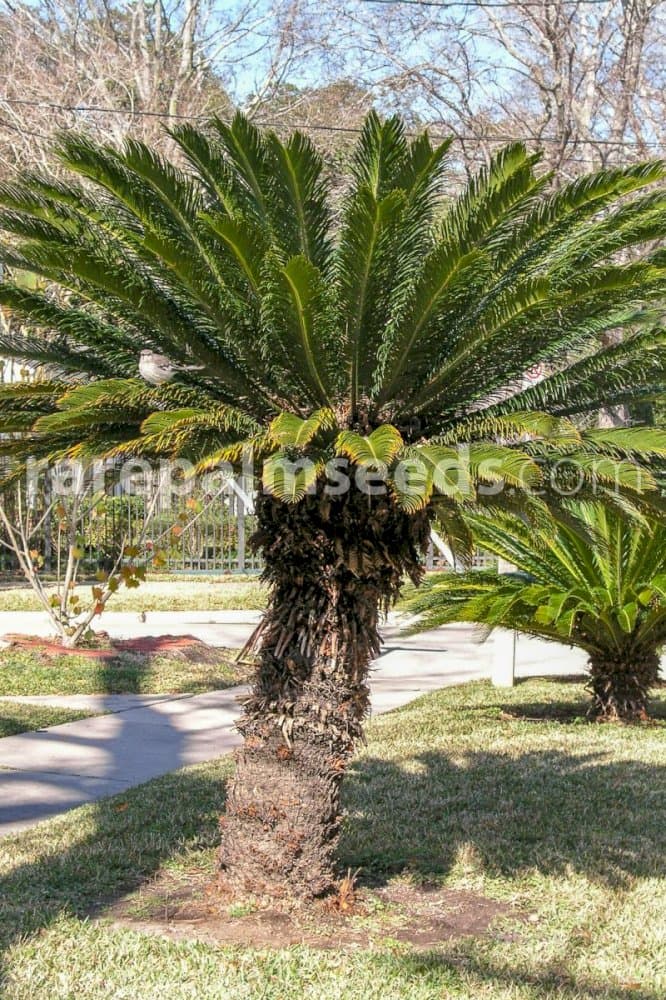 cycad