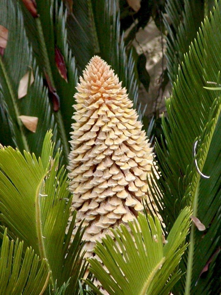 cycad