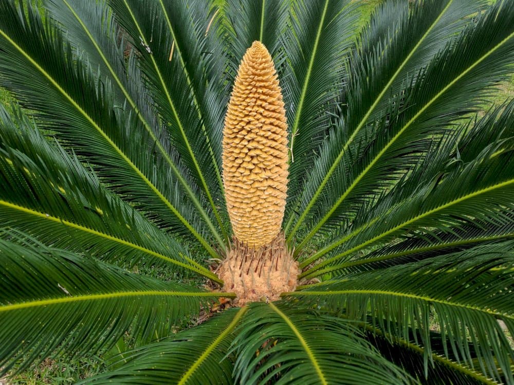 cycad