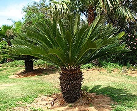 cycad