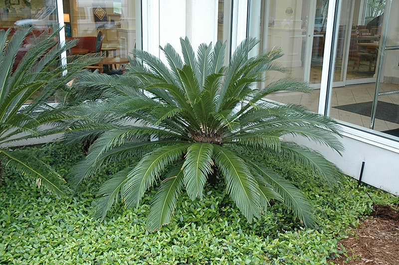 cycad