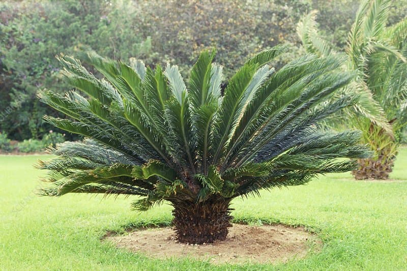 cycad