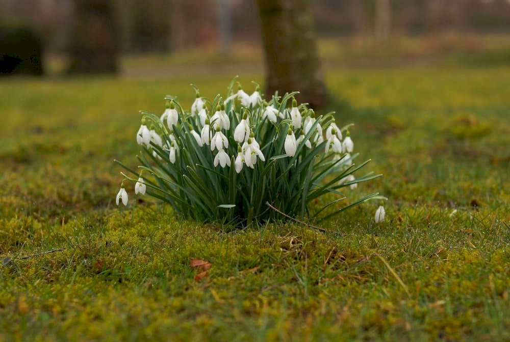 greater snowdrop 'Comet'