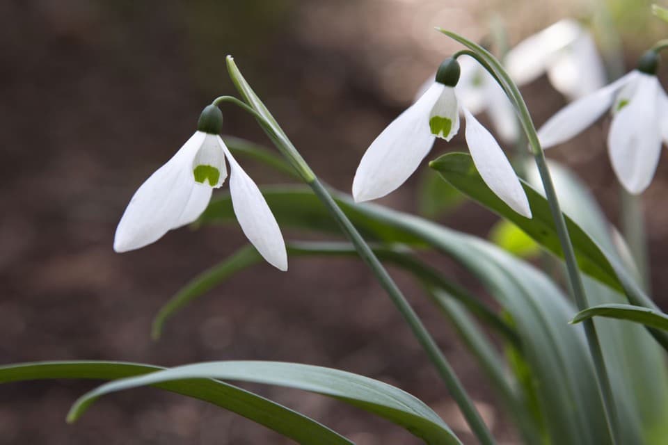 greater snowdrop 'Comet'