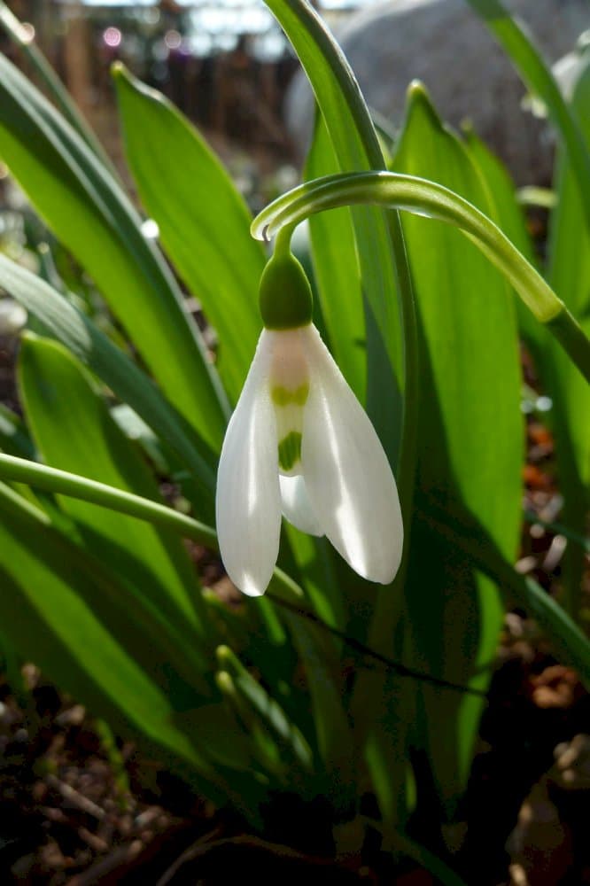 greater snowdrop 'Comet'