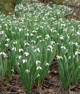 greater snowdrop 'Comet'