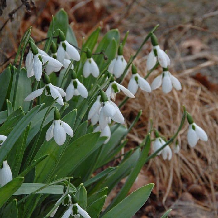 greater snowdrop 'Comet'