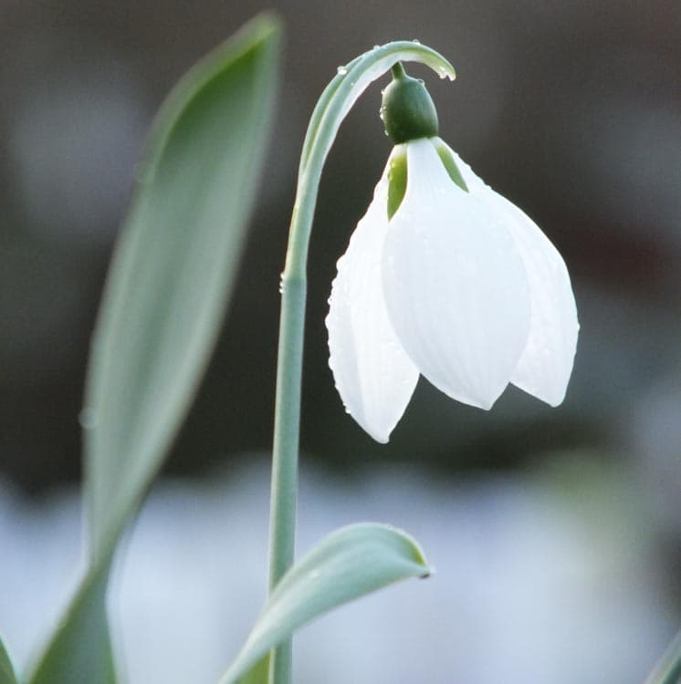 greater snowdrop 'Comet'