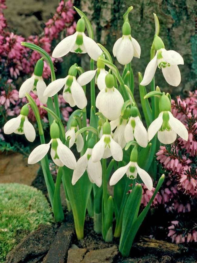 greater snowdrop Hiemalis Group