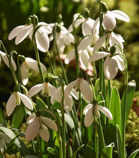 greater snowdrop Hiemalis Group