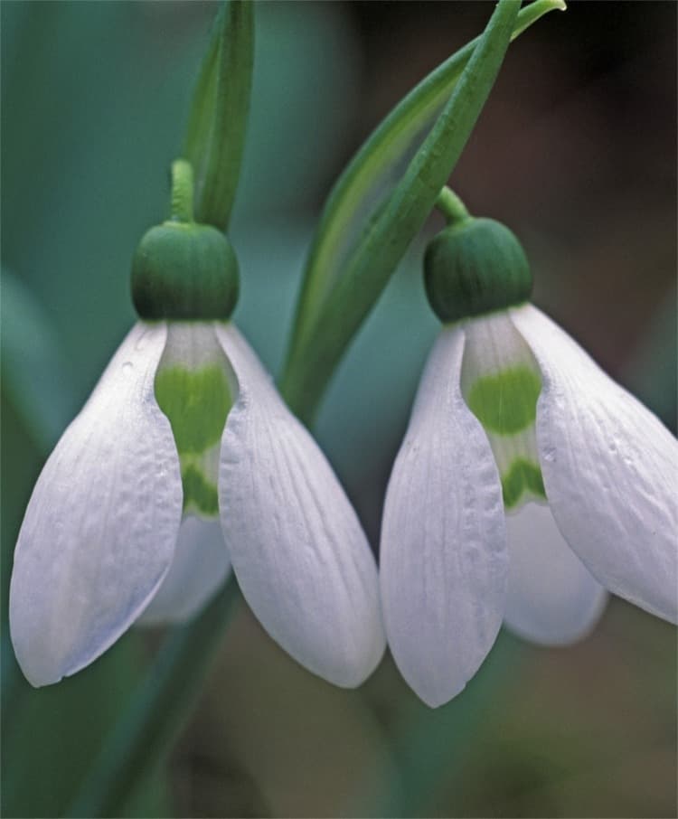 greater snowdrop Hiemalis Group