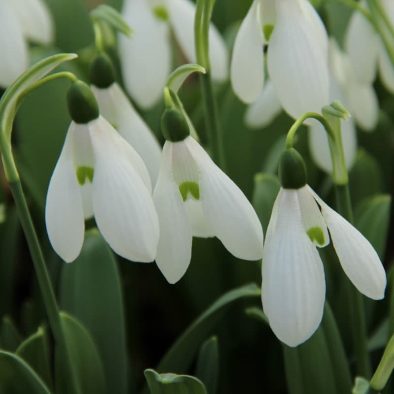 greater snowdrop Hiemalis Group