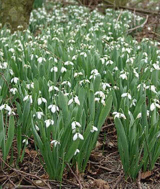 greater snowdrop 'Maidwell'