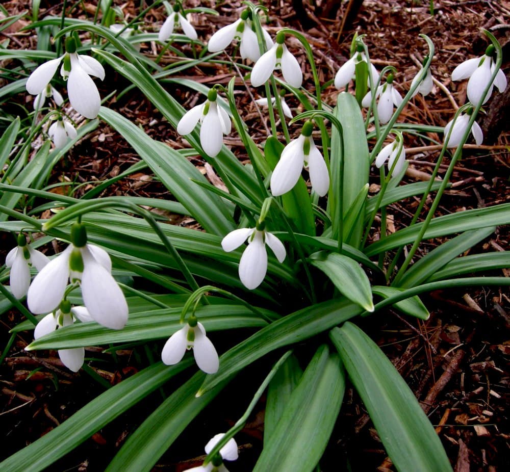 snowdrop 'Trympostor'