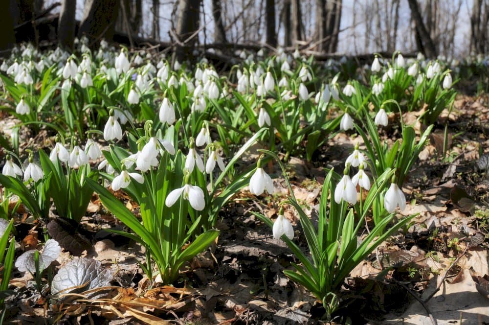 snowdrop 'Colossus'