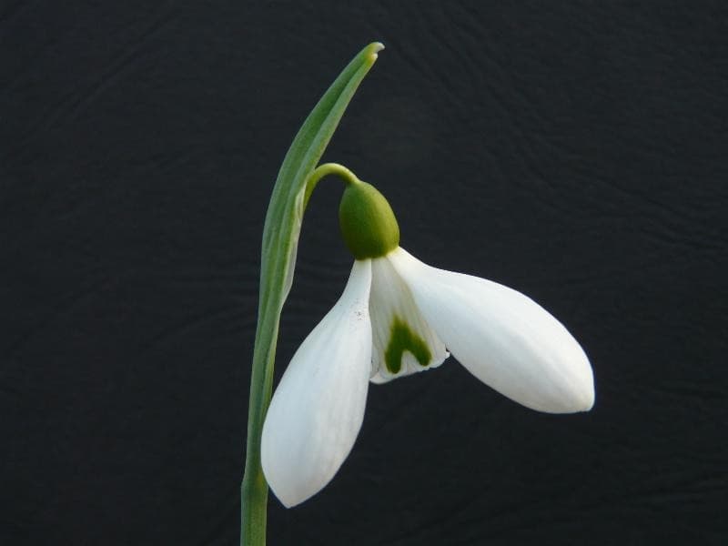 snowdrop 'Colossus'