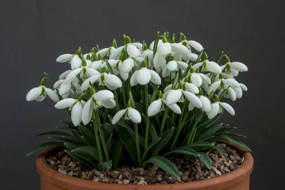 pleated snowdrop