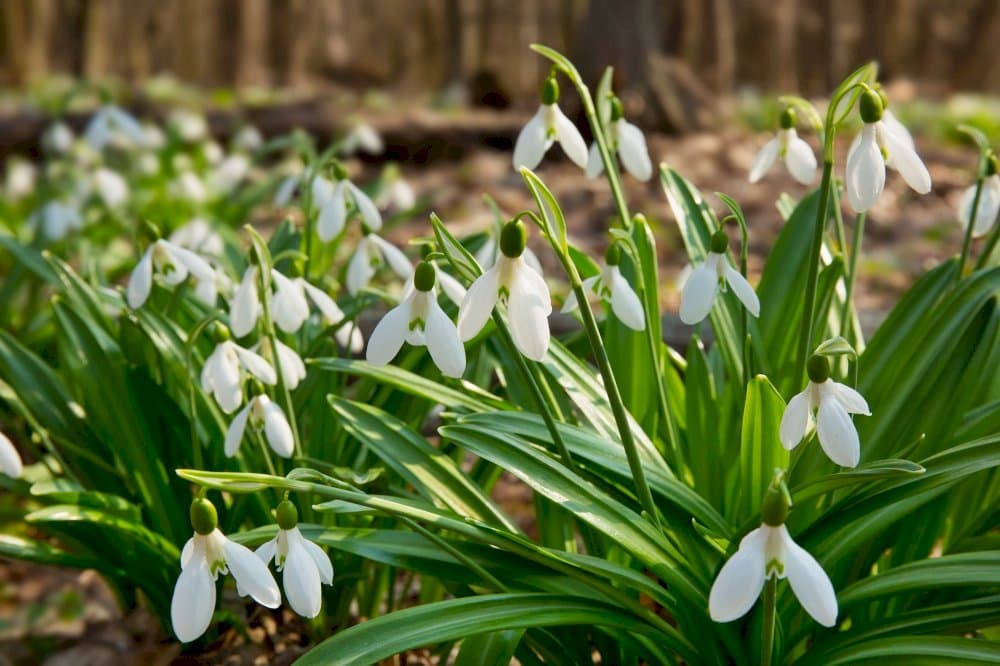 pleated snowdrop