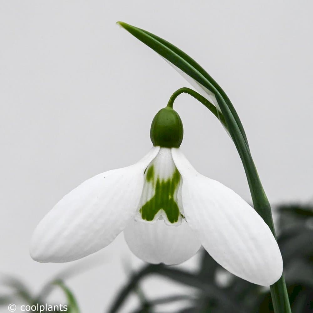 pleated snowdrop