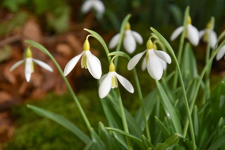 snowdrop 'Florence Baker'