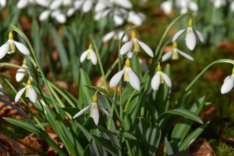 snowdrop 'Florence Baker'