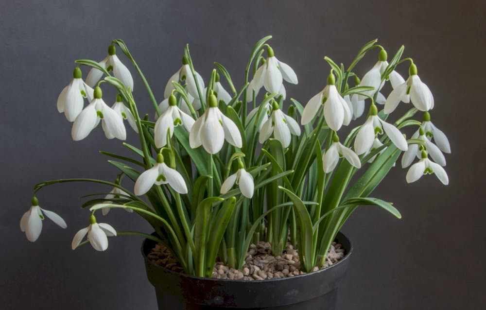 snowdrop 'Wendy's Gold'