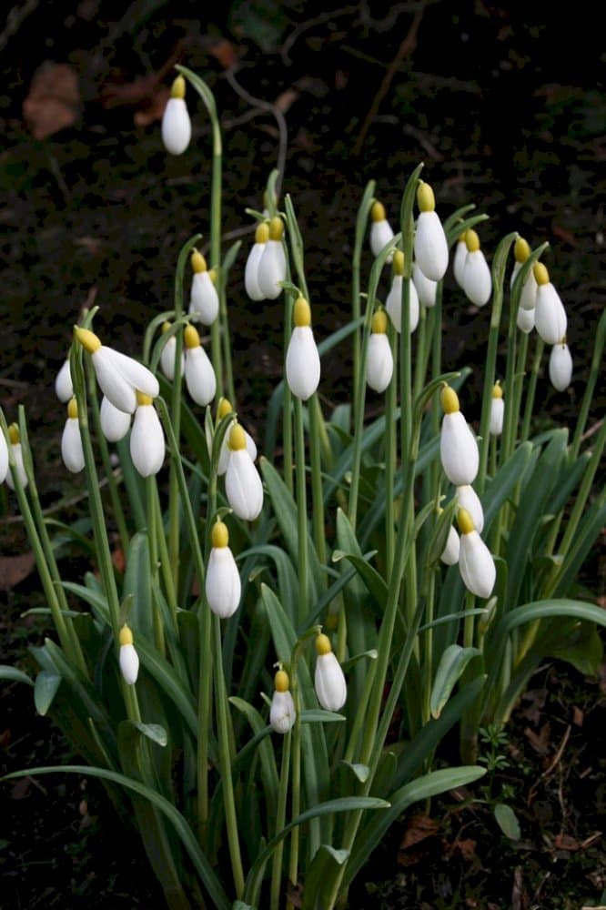 snowdrop 'Three Ships'