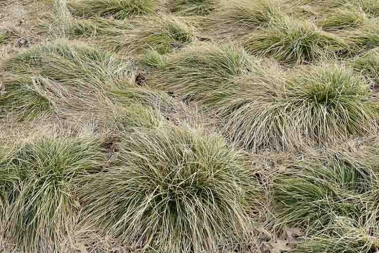 sedge 'Frosted Curls'