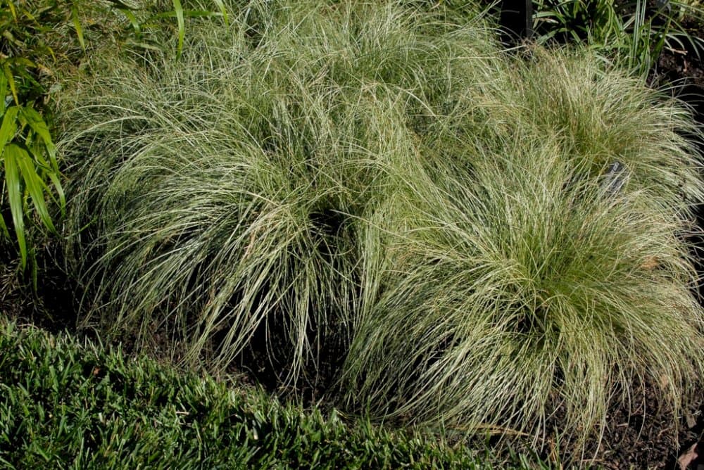 sedge 'Frosted Curls'