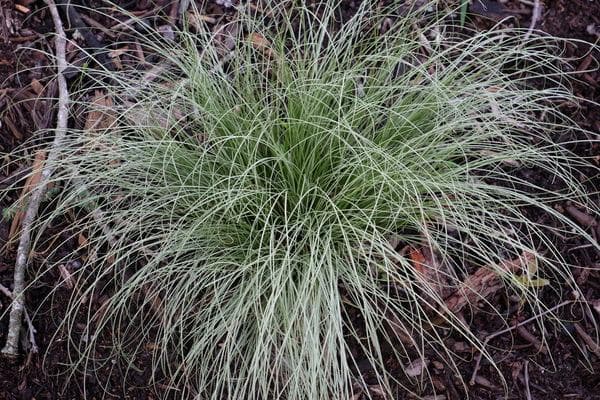 sedge 'Frosted Curls'