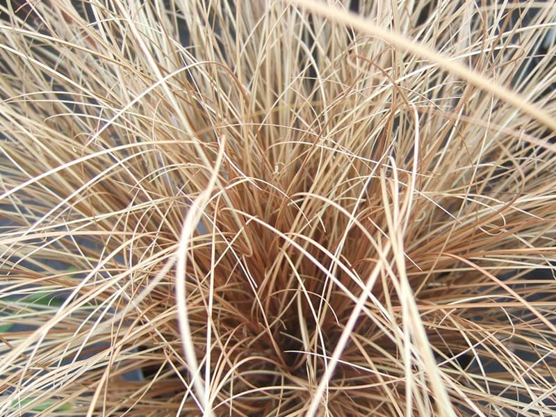 sedge 'Frosted Curls'