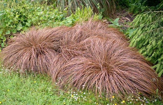 bronze New Zealand hair sedge