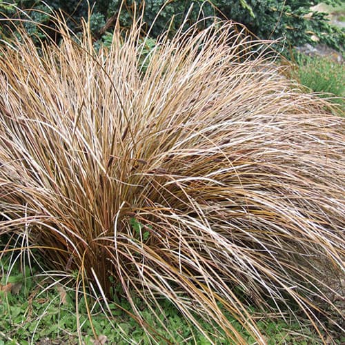 bronze New Zealand hair sedge