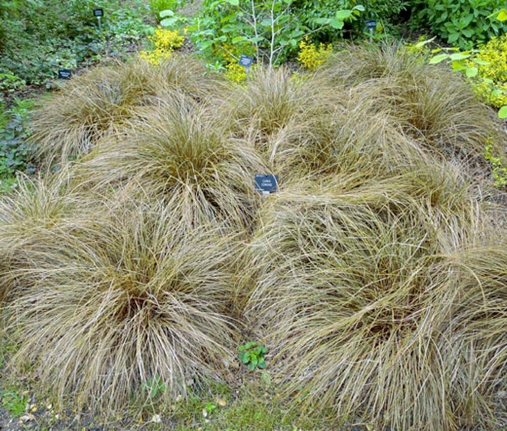 bronze New Zealand hair sedge