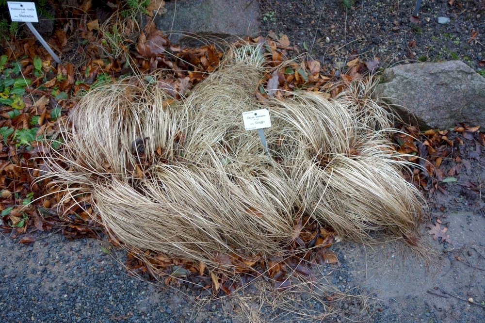 bronze New Zealand hair sedge