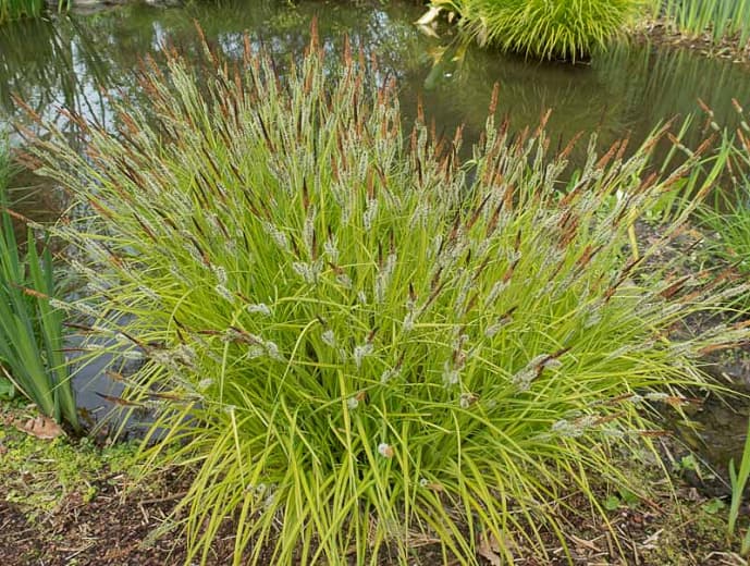 Bowles' golden sedge