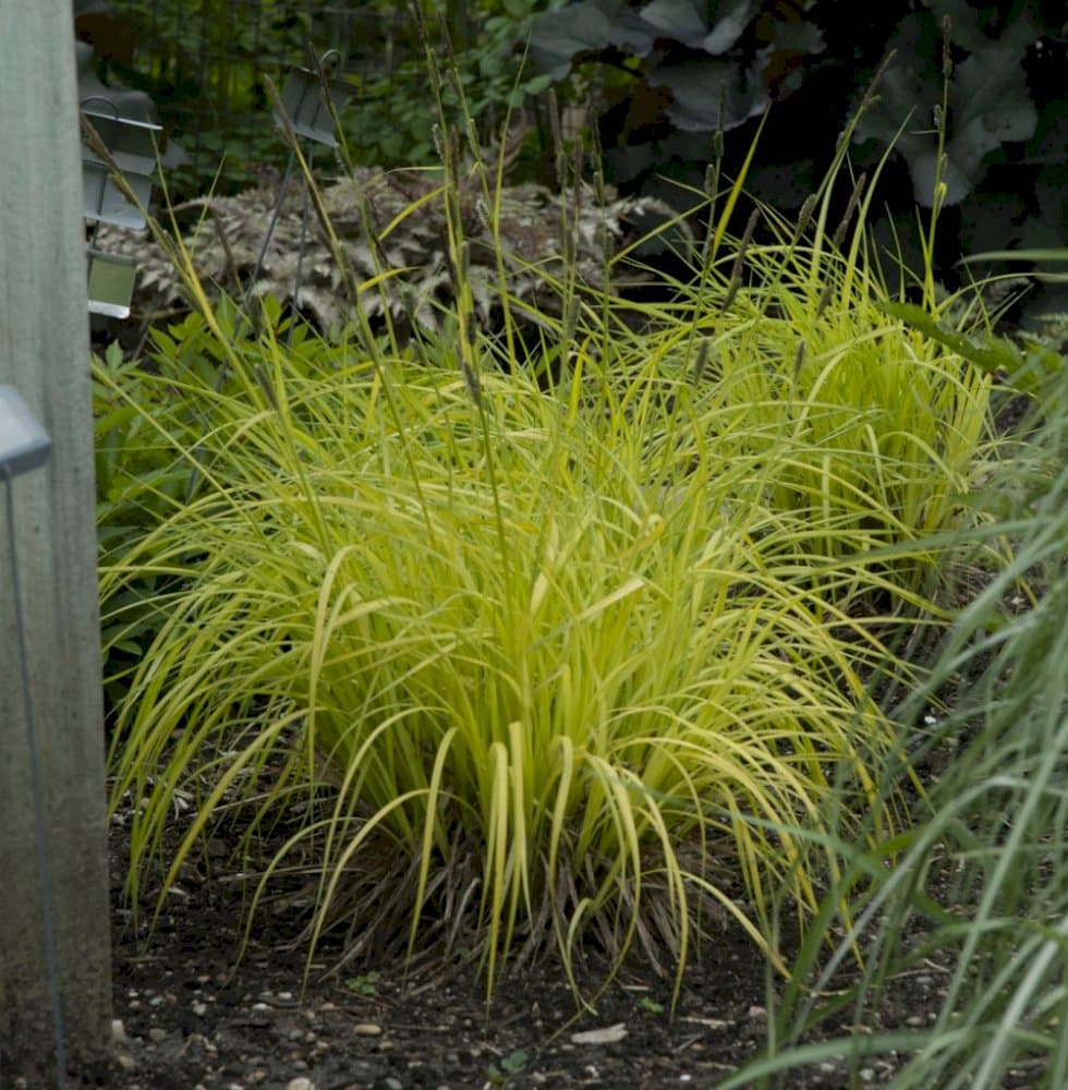 Bowles' golden sedge