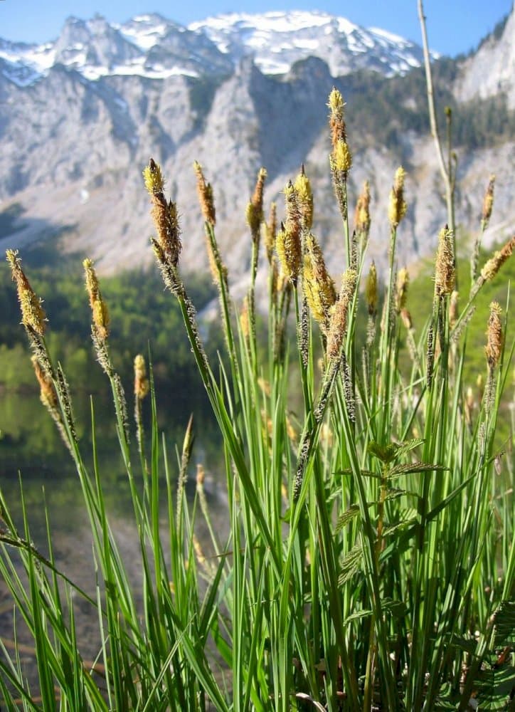 Bowles' golden sedge