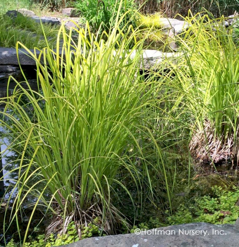 Bowles' golden sedge