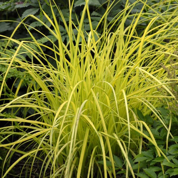 Bowles' golden sedge