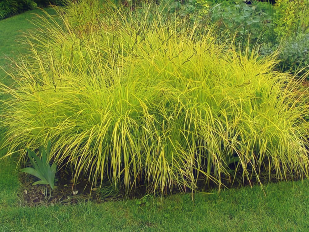 Bowles' golden sedge