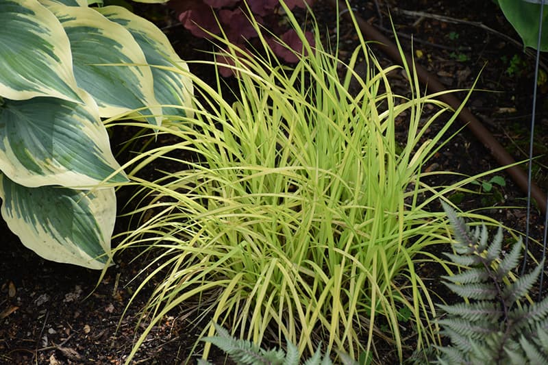 Bowles' golden sedge