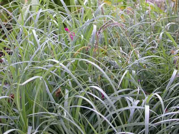 glaucous sedge