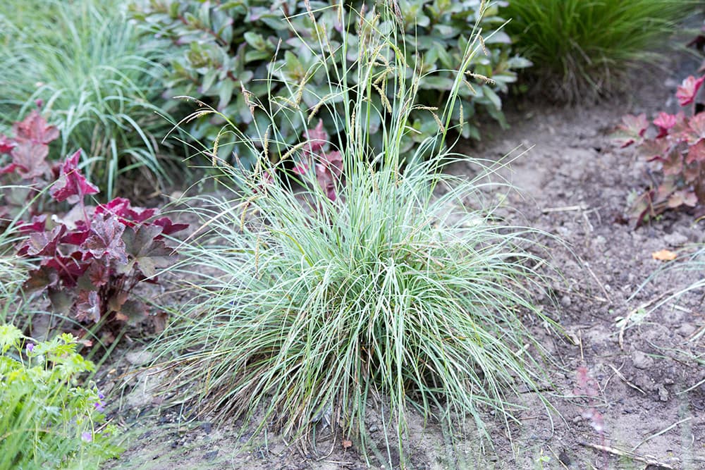 glaucous sedge