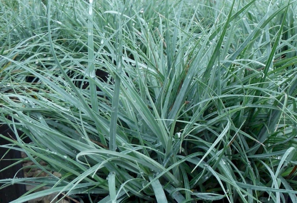 glaucous sedge